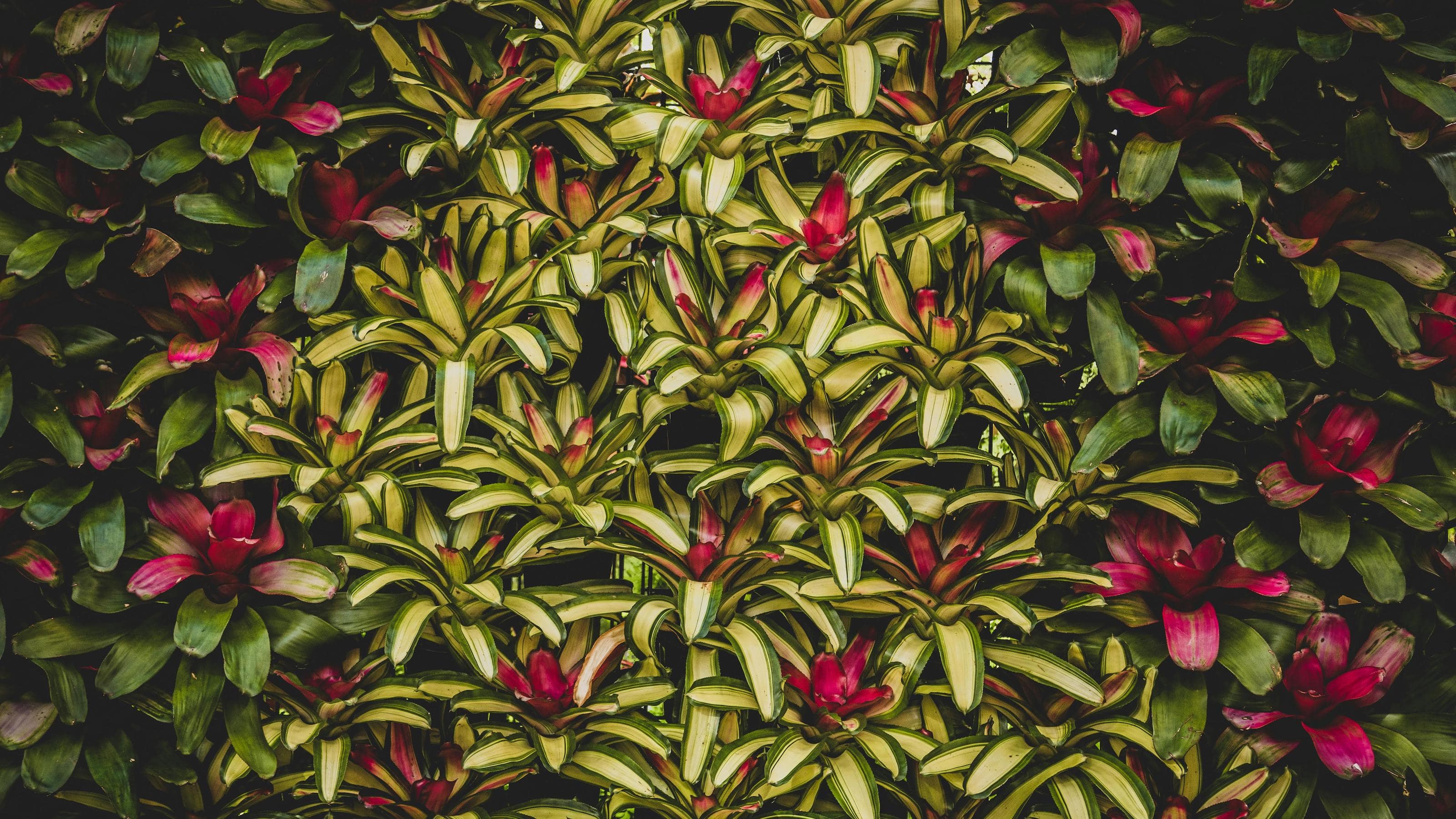 Billbergia Plants