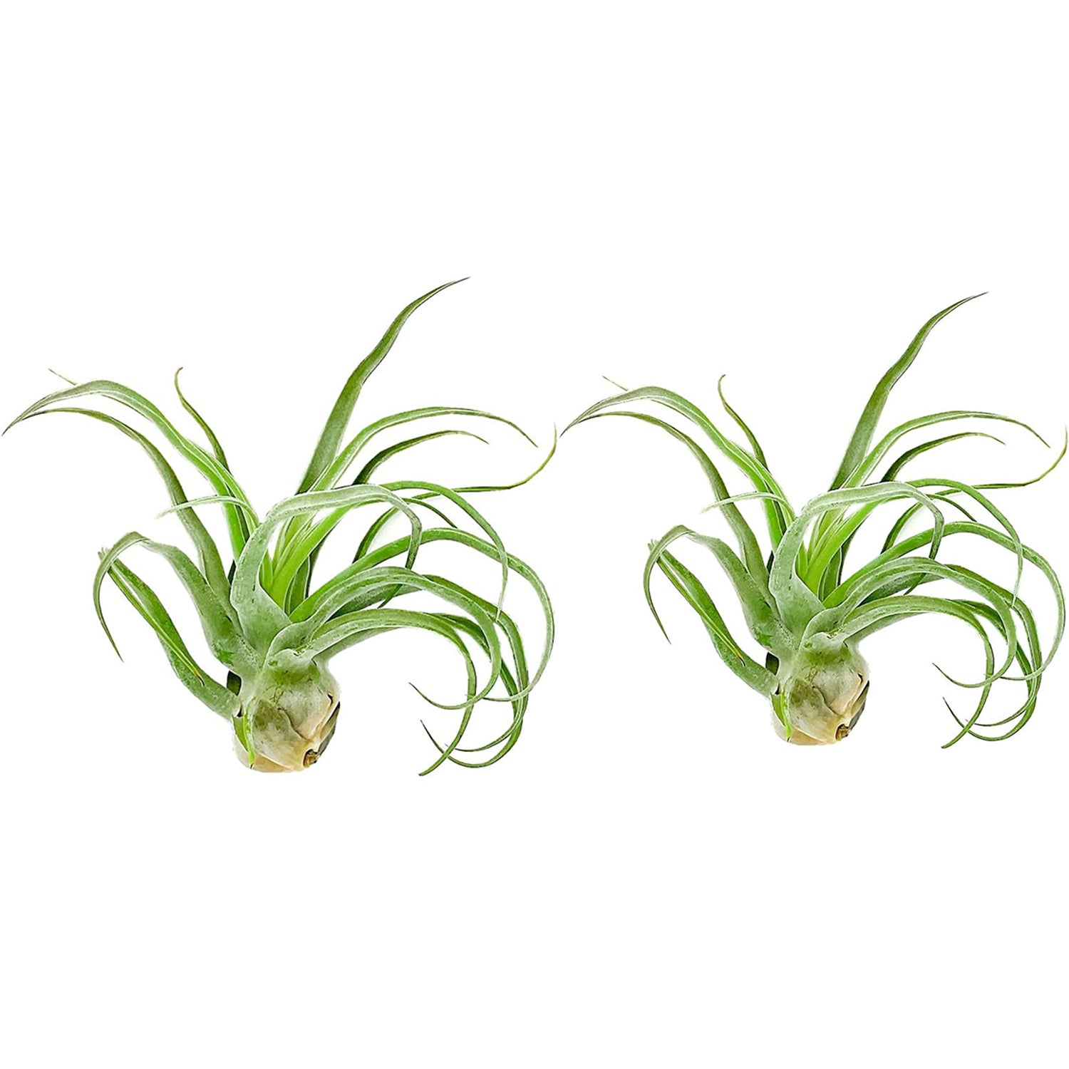 Tillandsia Streptophylla