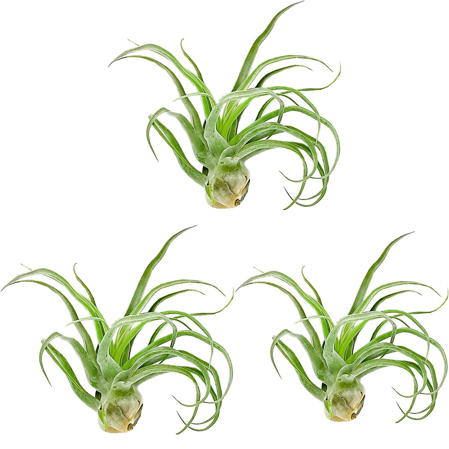 Tillandsia Streptophylla