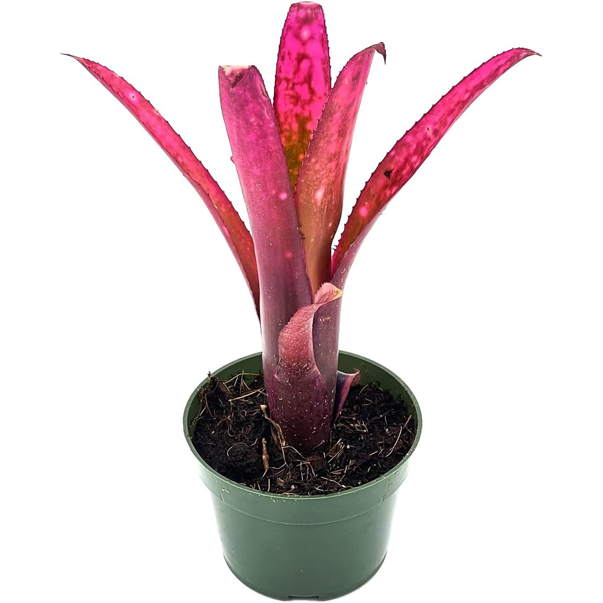 Bromeliad Billbergia Tengee