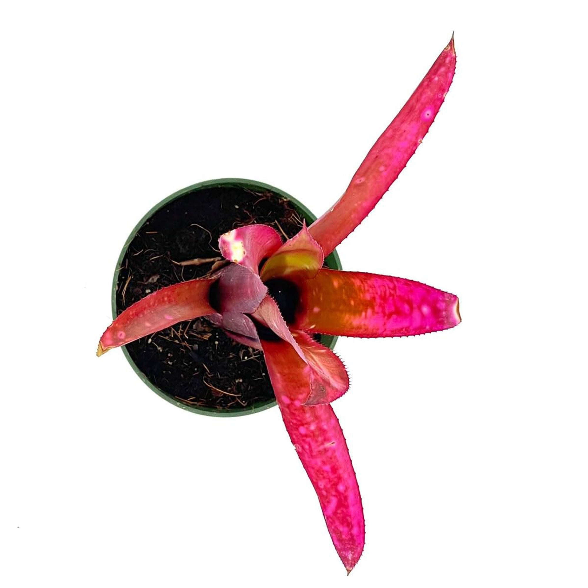 Bromeliad Billbergia Tengee