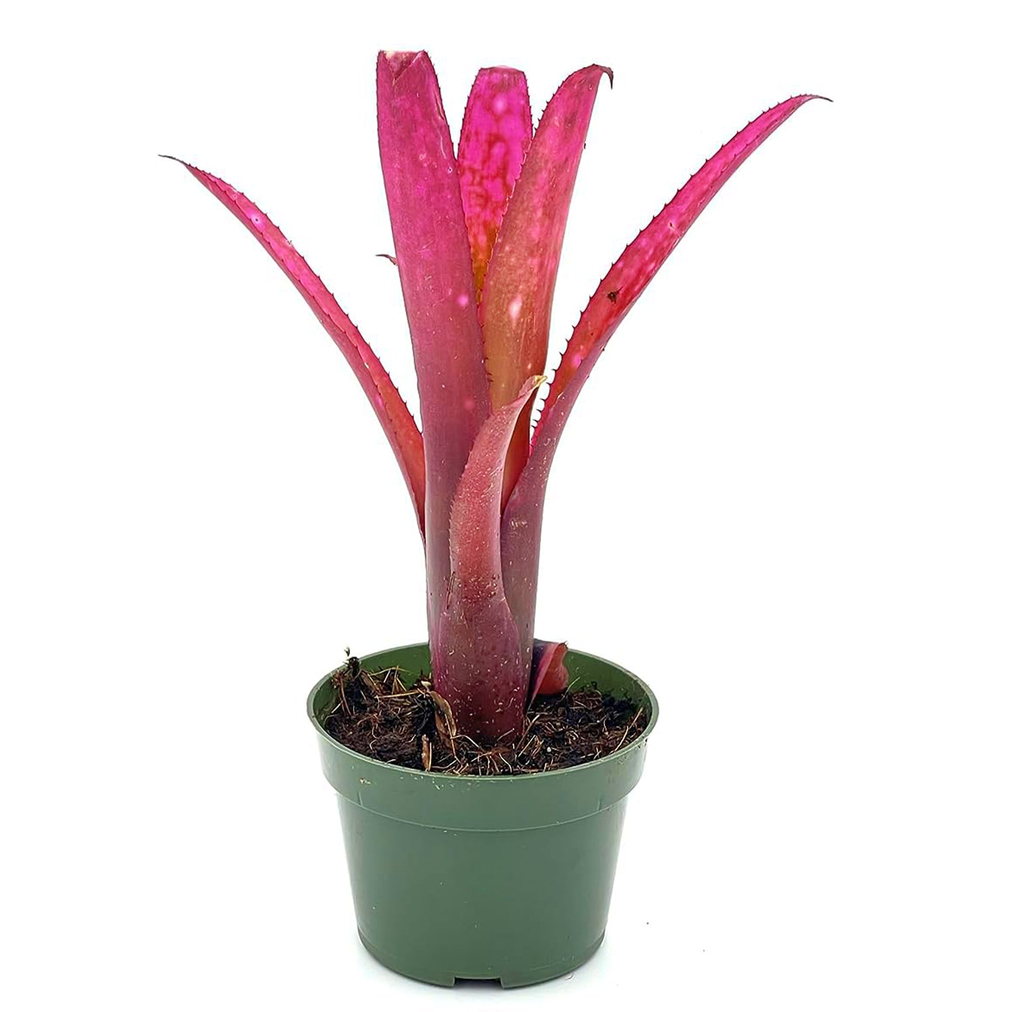 Bromeliad Billbergia Tengee