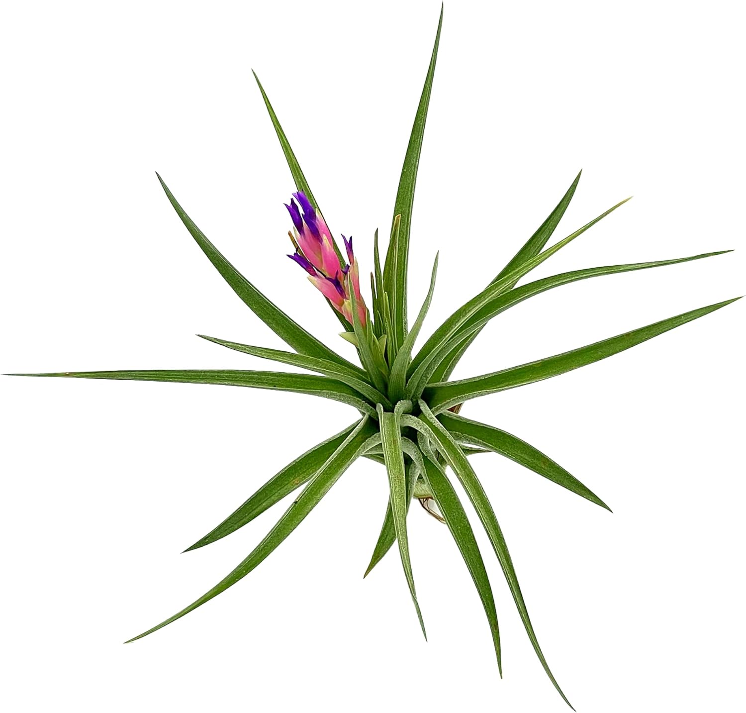 Tillandsia Aeranthos