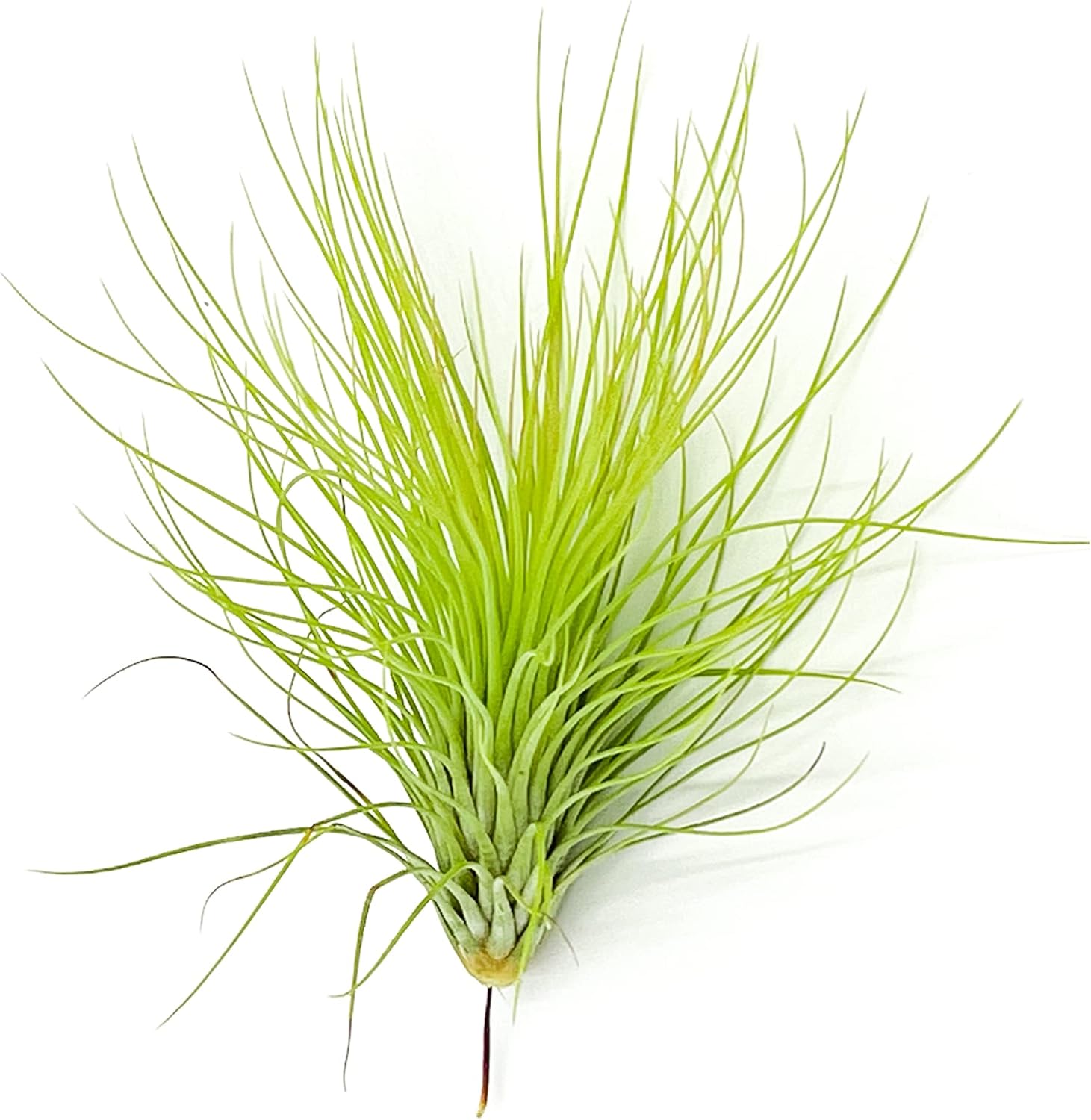 Tillandsia Andreana