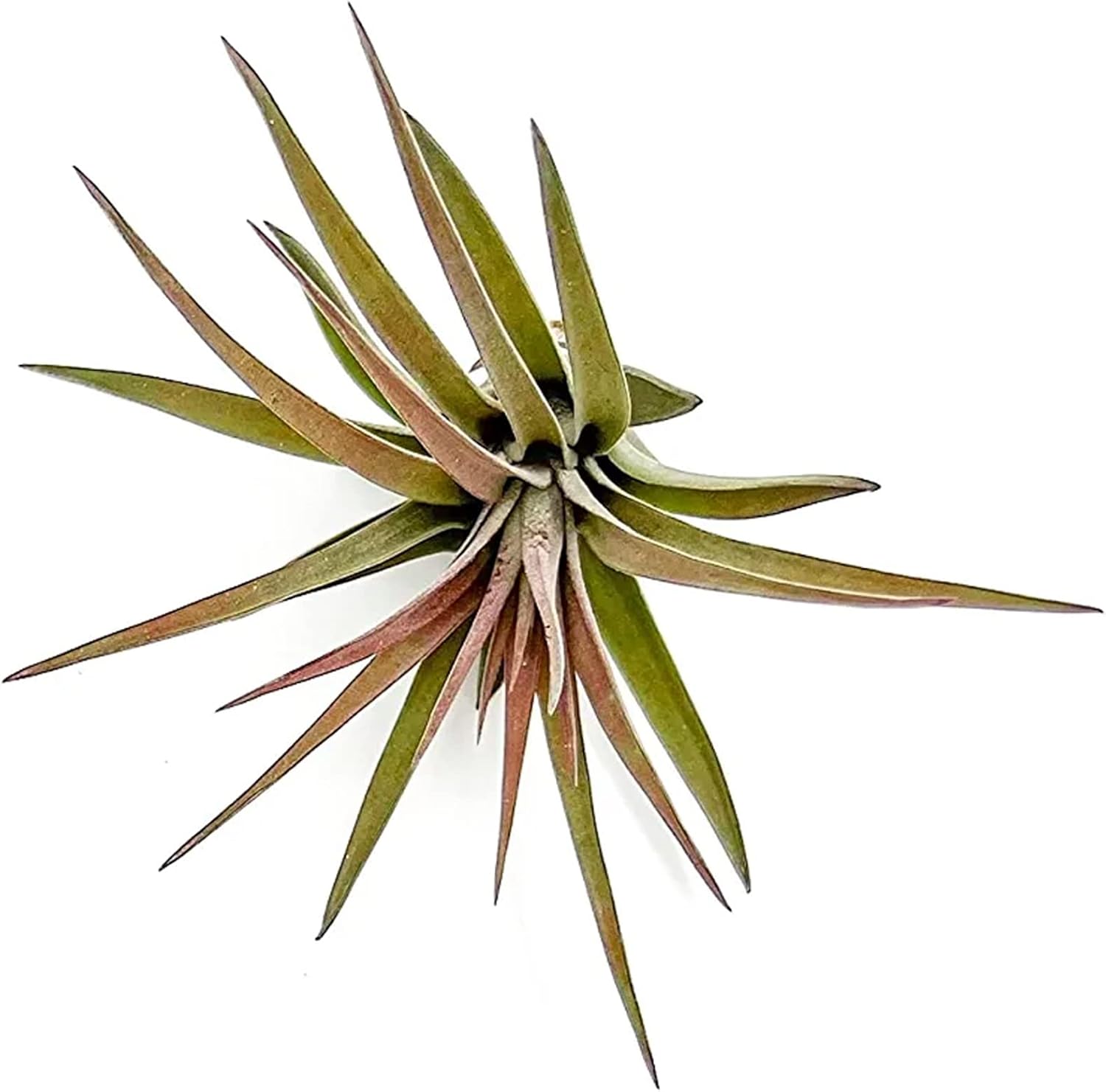 Tillandsia Brachycaulos Abdita