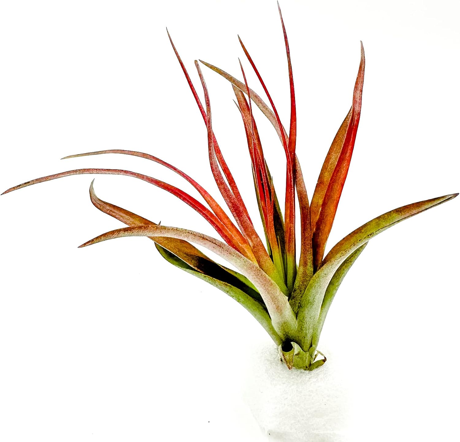 Tillandsia Brachycaulos Abdita