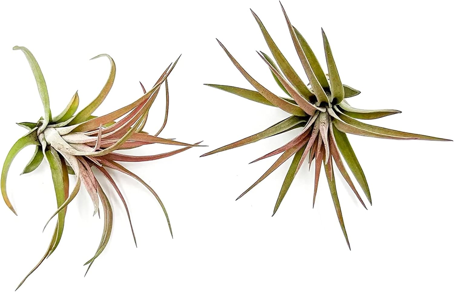 Tillandsia Brachycaulos Abdita