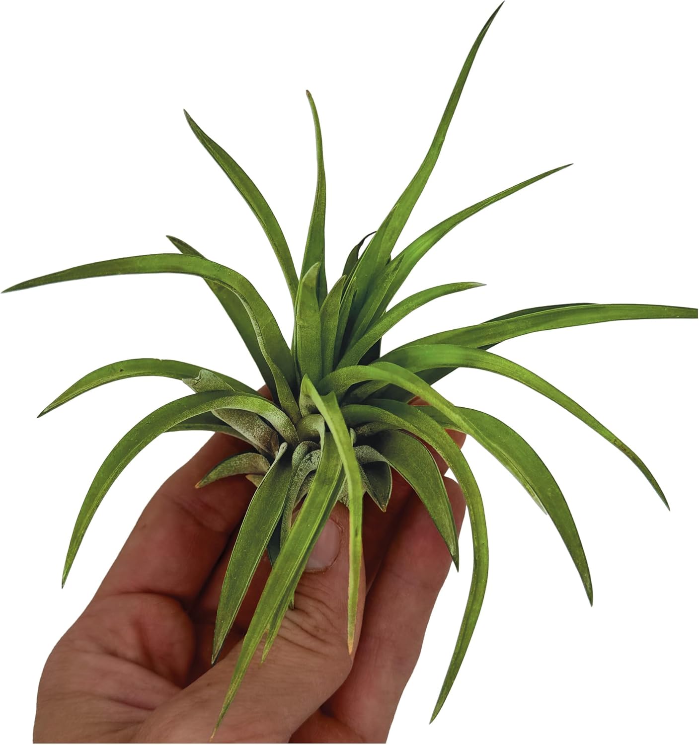 Tillandsia Brachycaulos Abdita