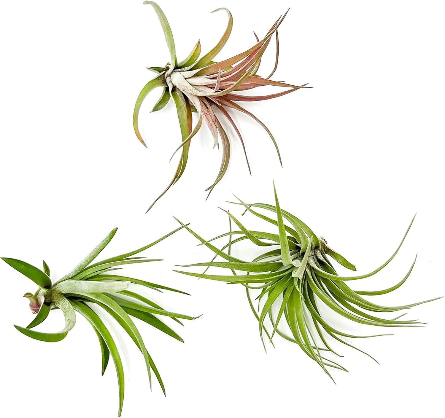 Tillandsia Brachycaulos Abdita