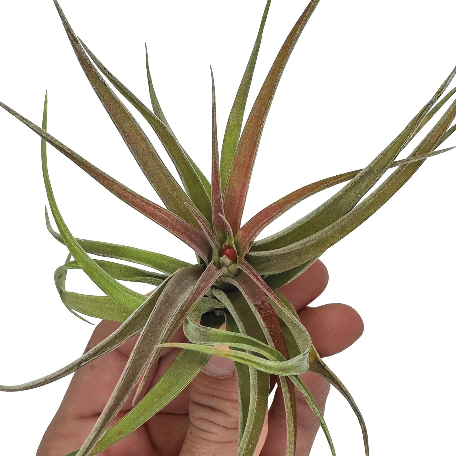 Tillandsia Brachycaulos Abdita