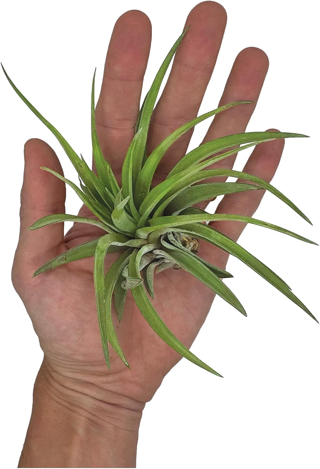 Tillandsia Brachycaulos Abdita