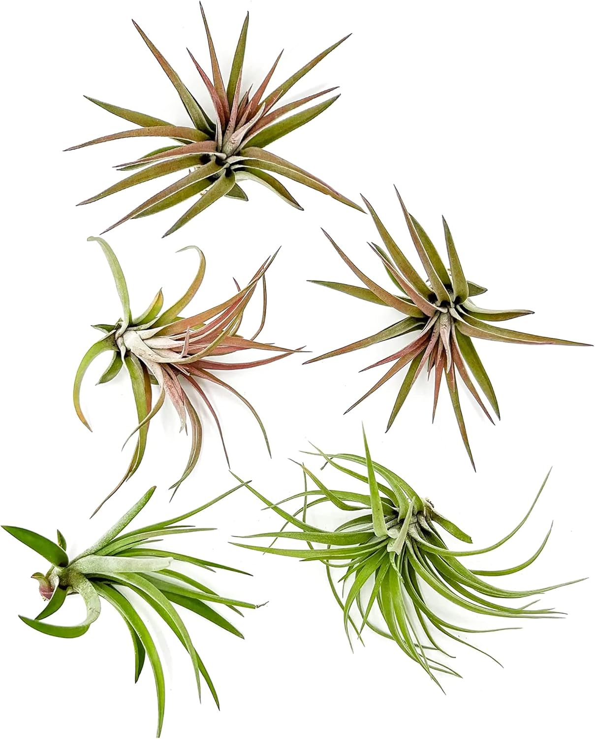 Tillandsia Brachycaulos Abdita