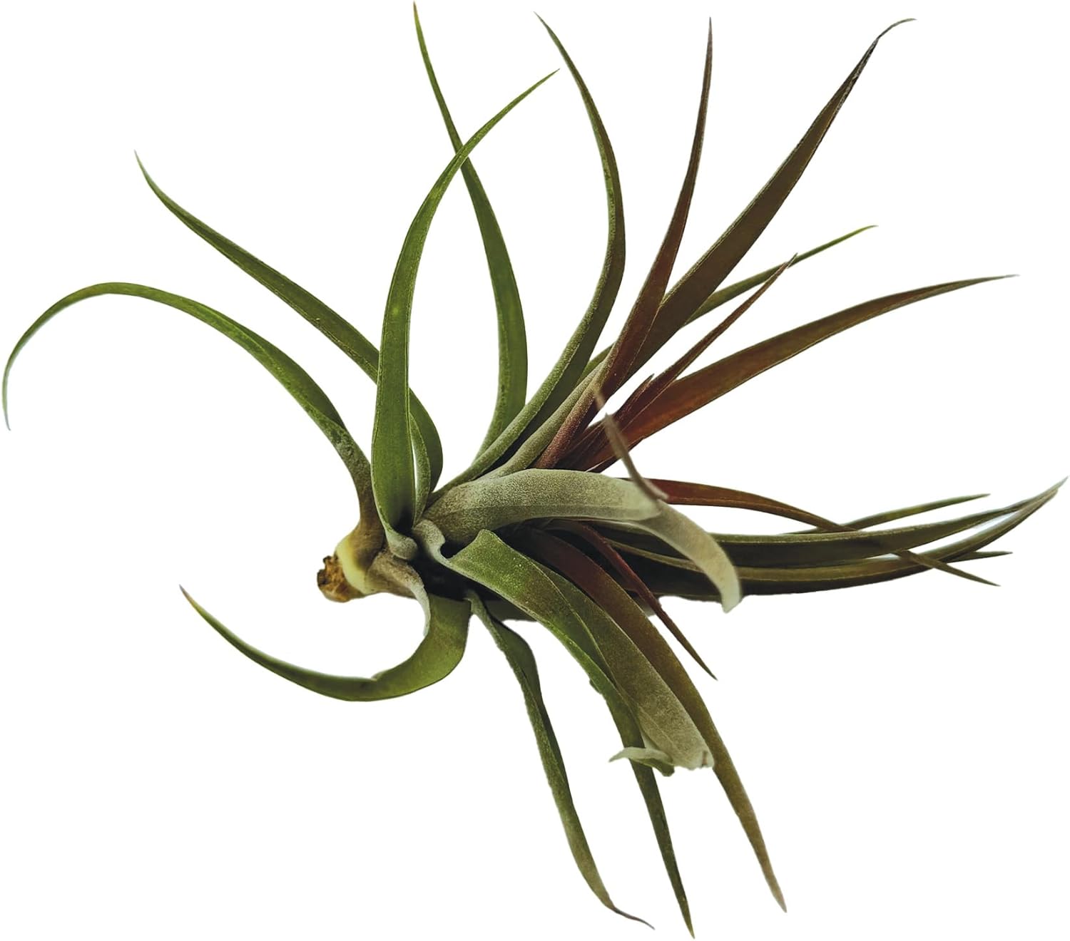 Tillandsia Brachycaulos Abdita