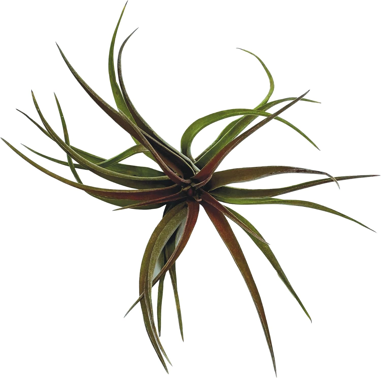 Tillandsia Brachycaulos Abdita