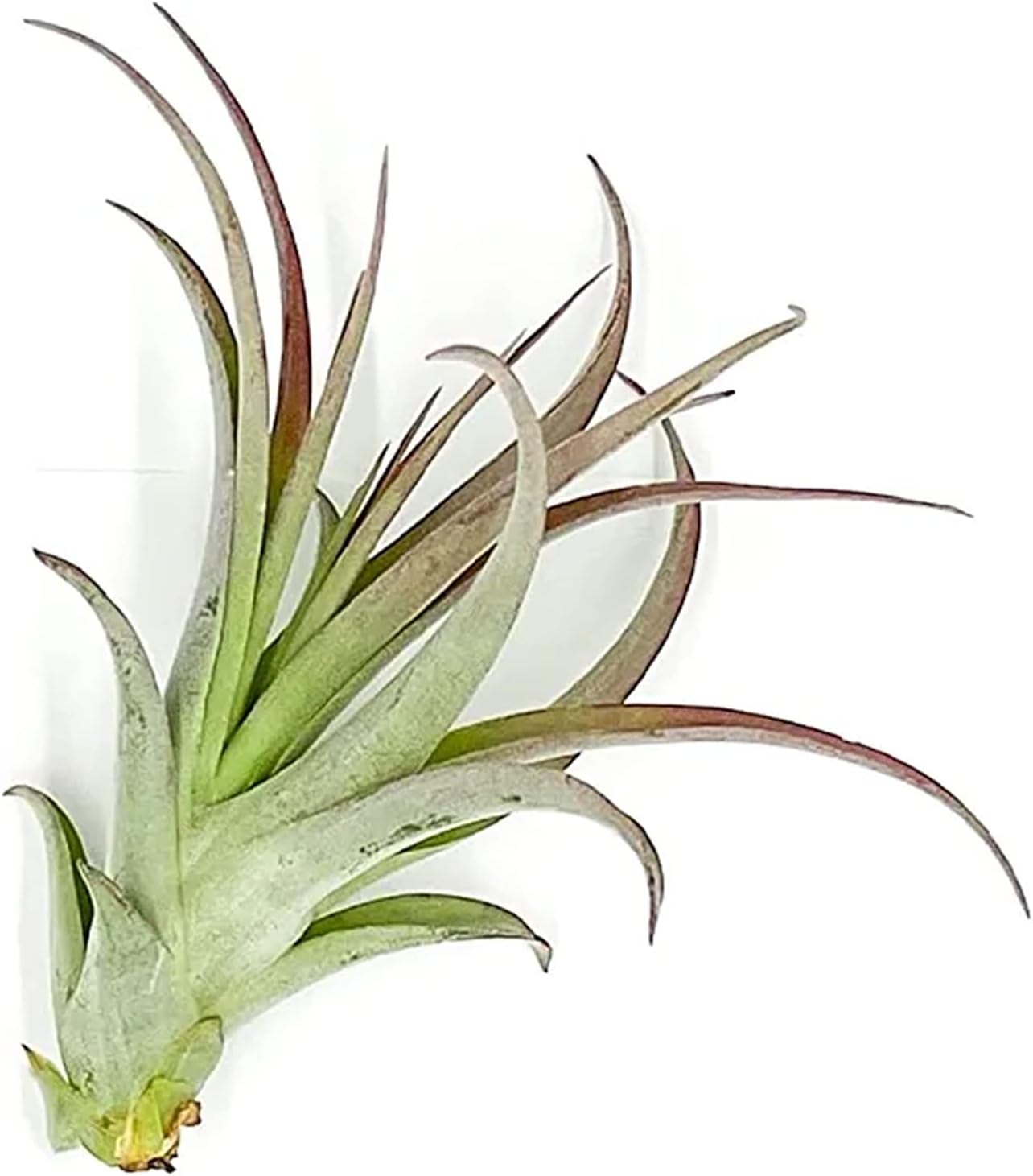 Tillandsia Brachycaulos Multiflora