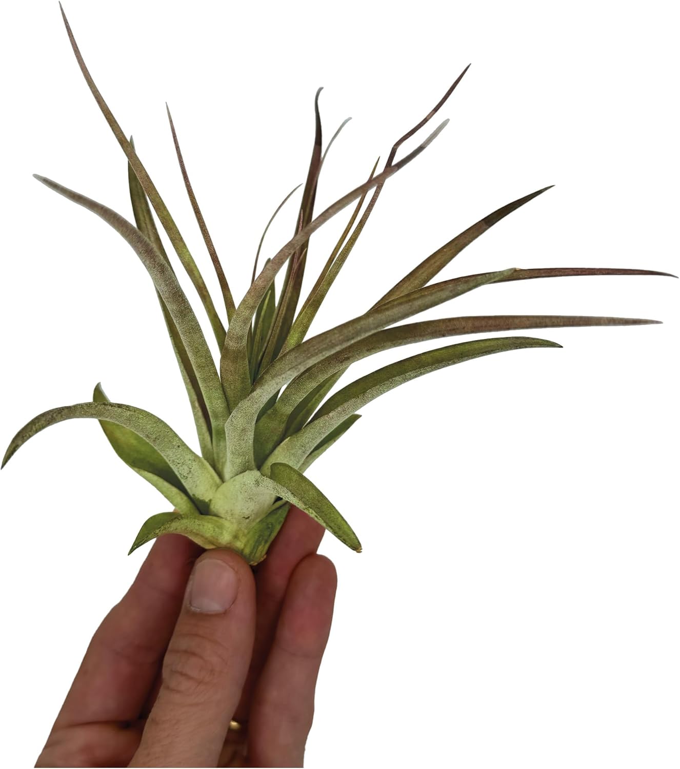 Tillandsia Brachycaulos Multiflora