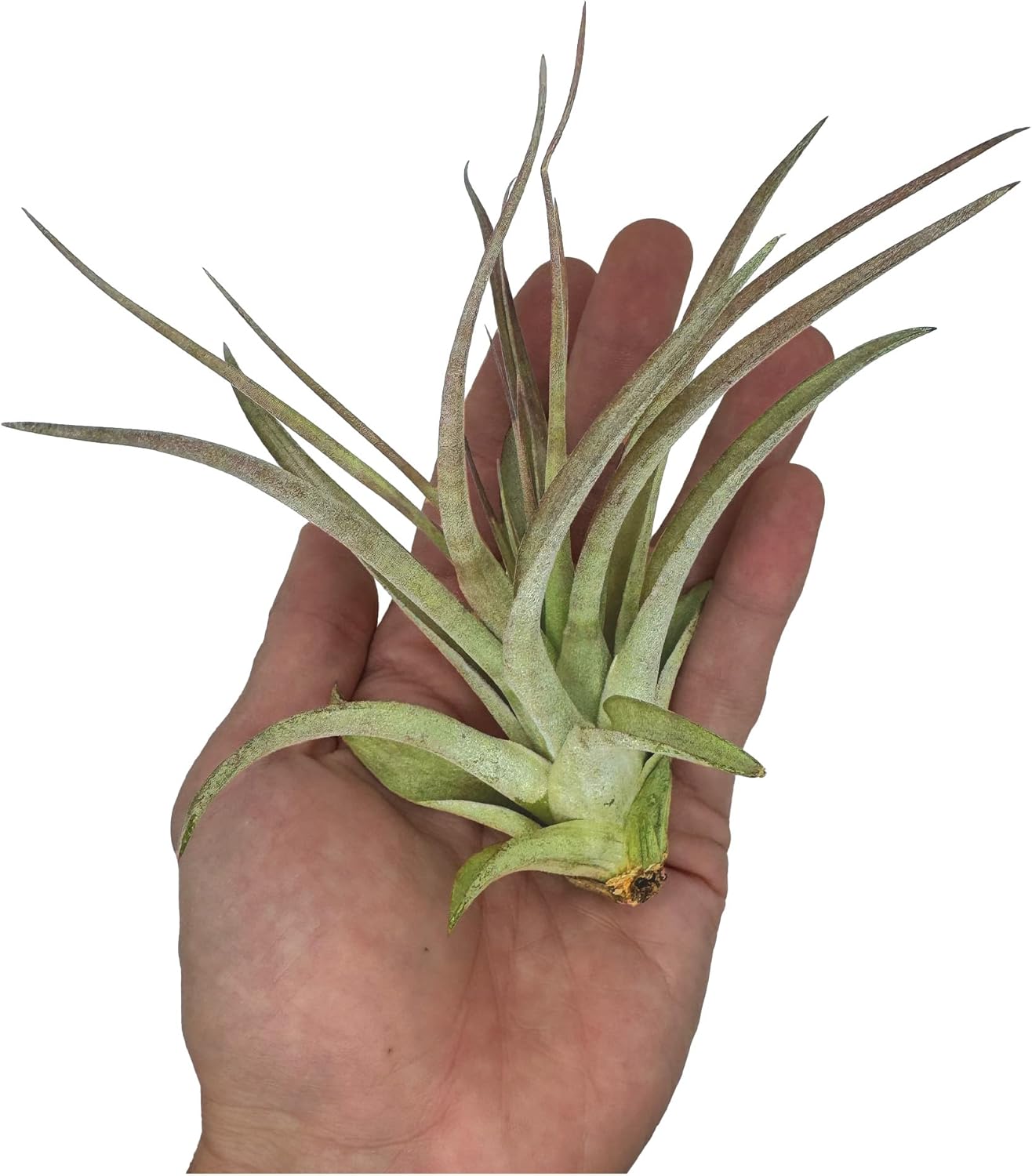 Tillandsia Brachycaulos Multiflora