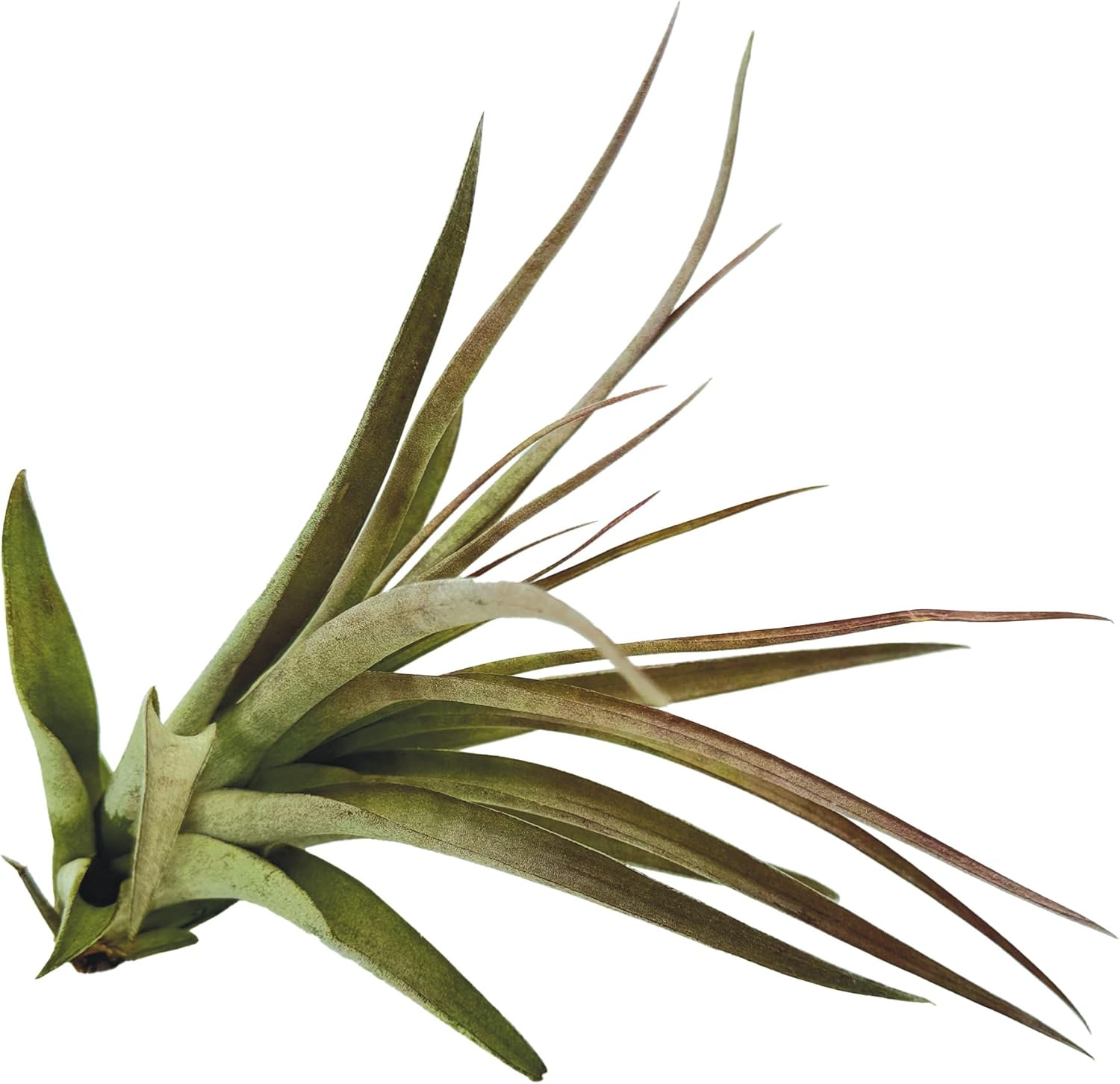 Tillandsia Brachycaulos Multiflora