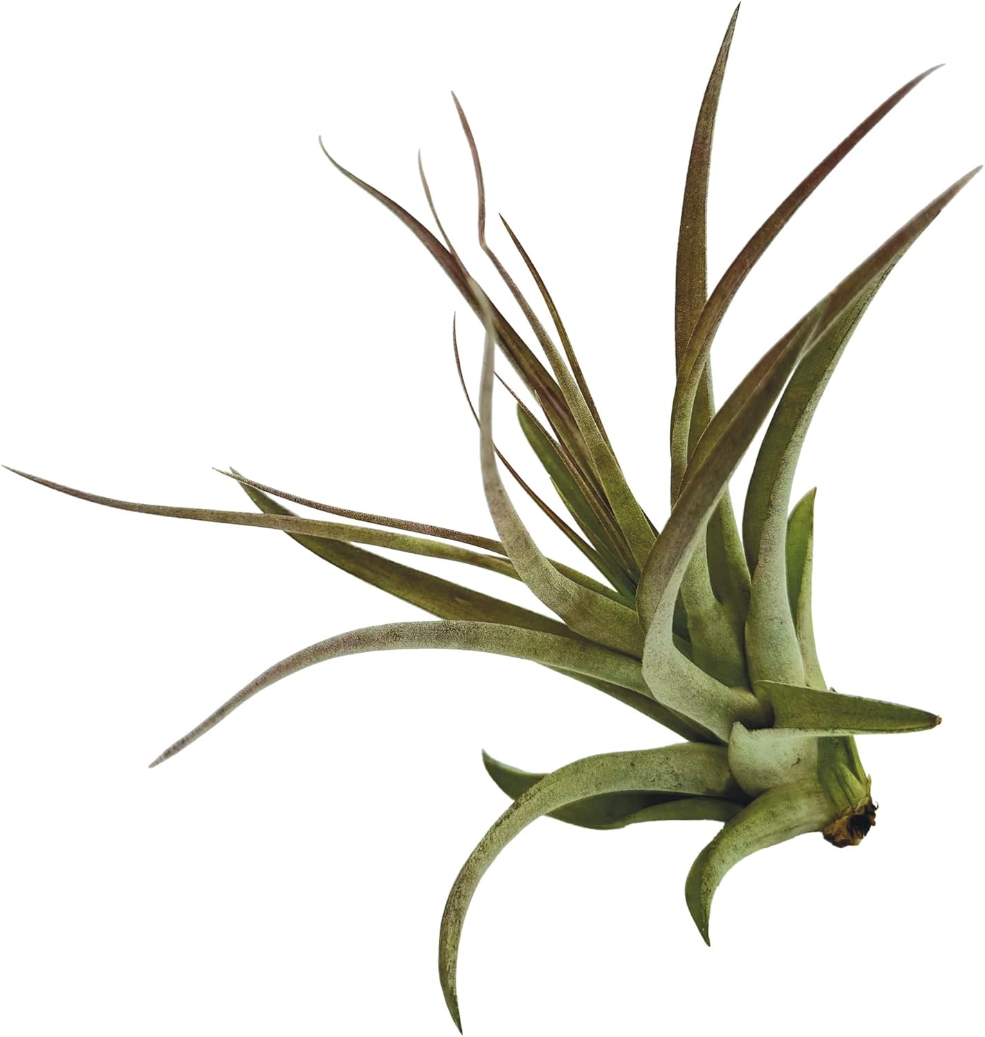 Tillandsia Brachycaulos Multiflora