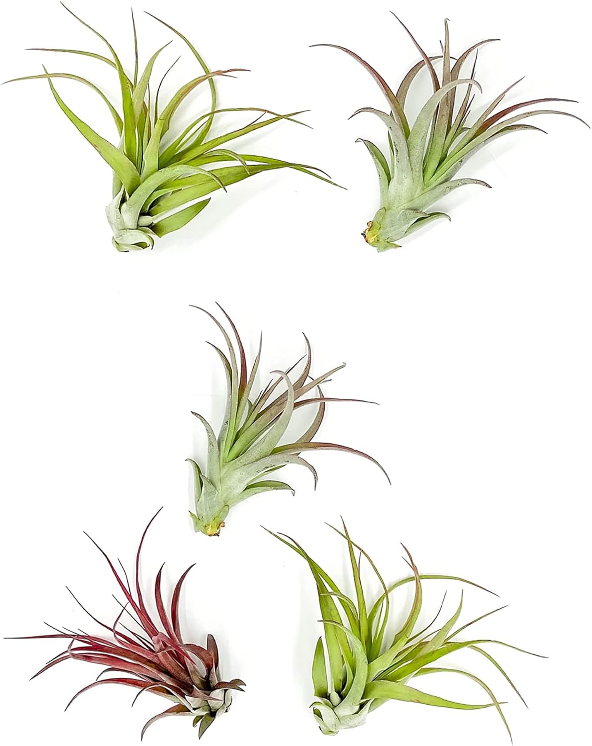 Tillandsia Brachycaulos Multiflora