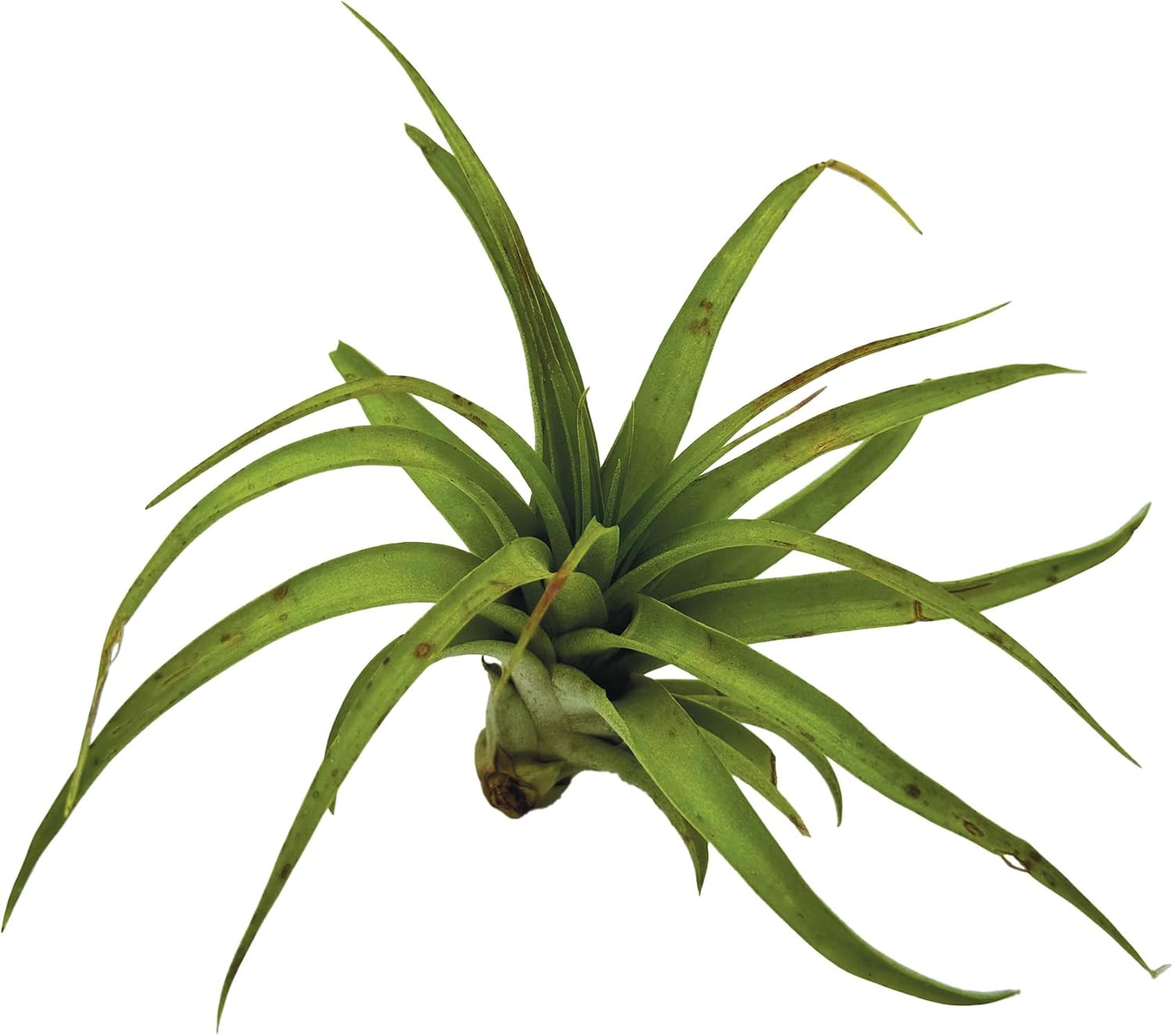 Tillandsia Brachycaulos Multiflora