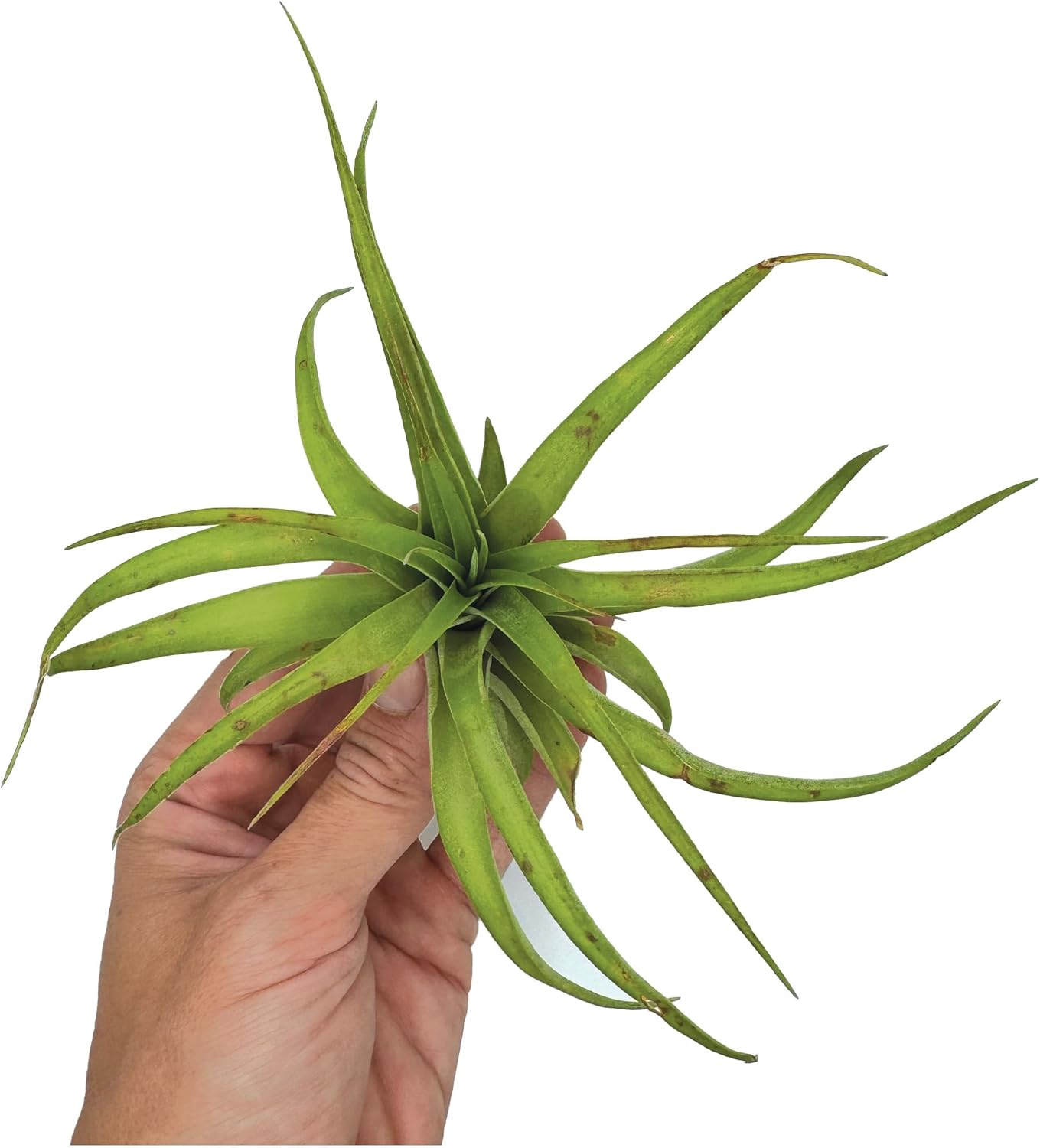 Tillandsia Brachycaulos Multiflora