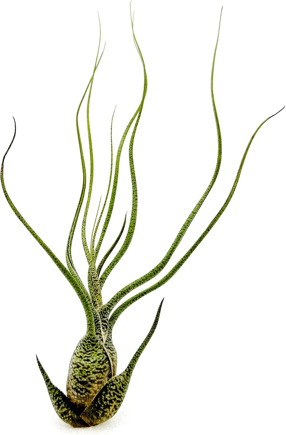 Tillandsia Butzii