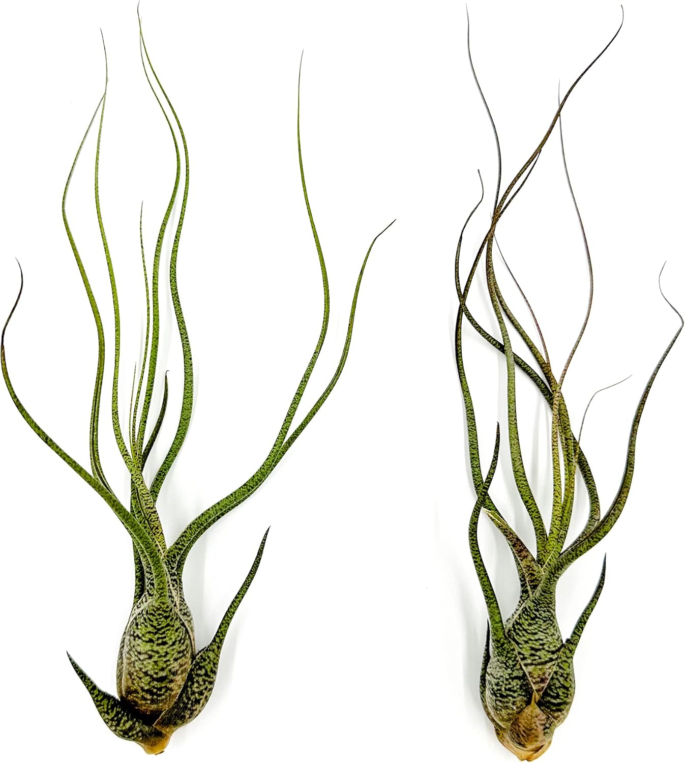 Tillandsia Butzii