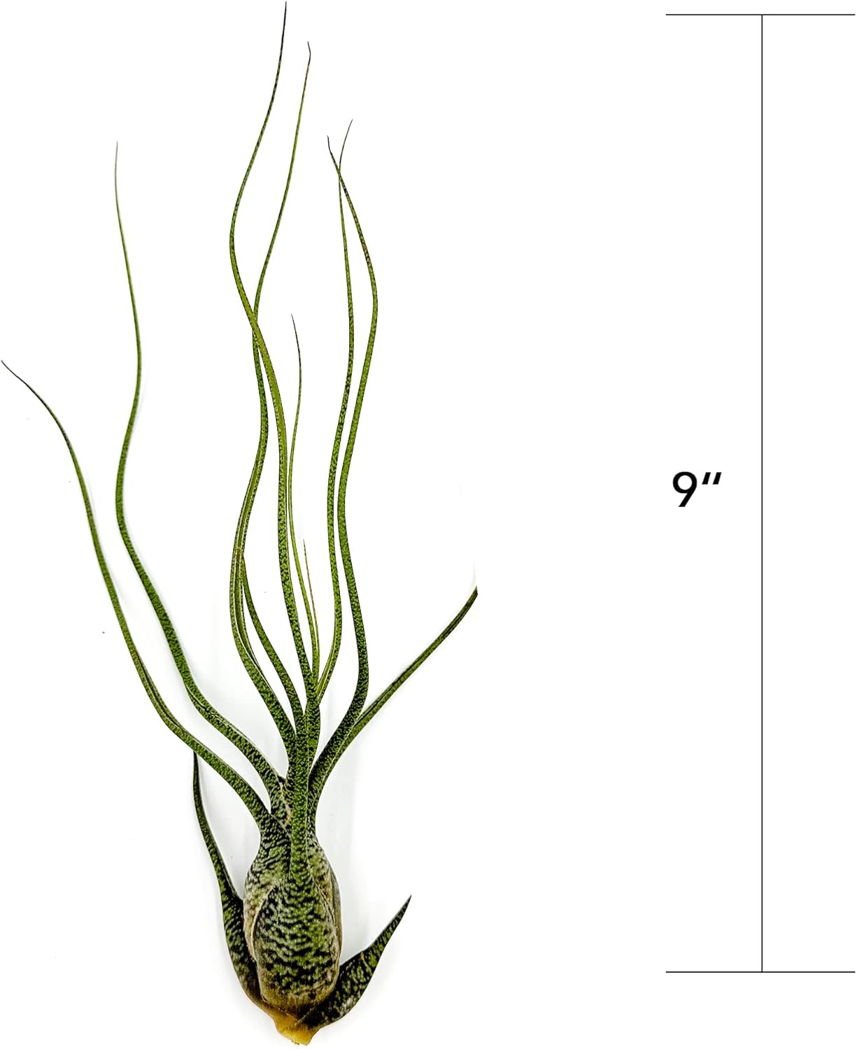 Tillandsia Butzii