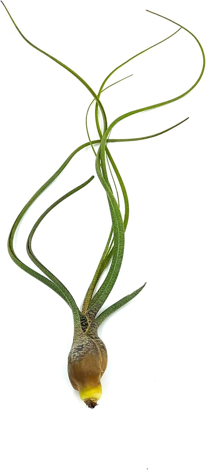 Tillandsia Butzii