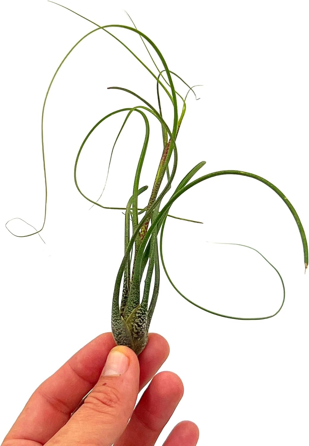 Tillandsia Butzii