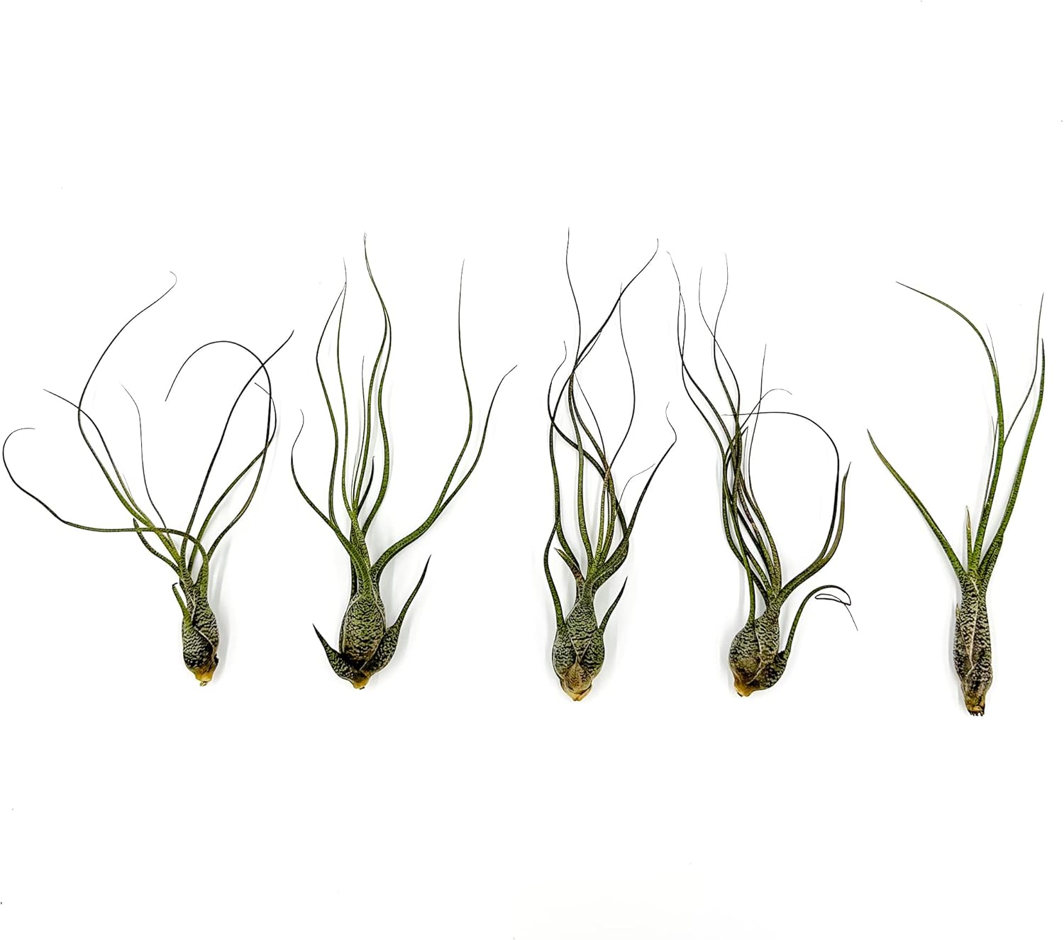 Tillandsia Butzii