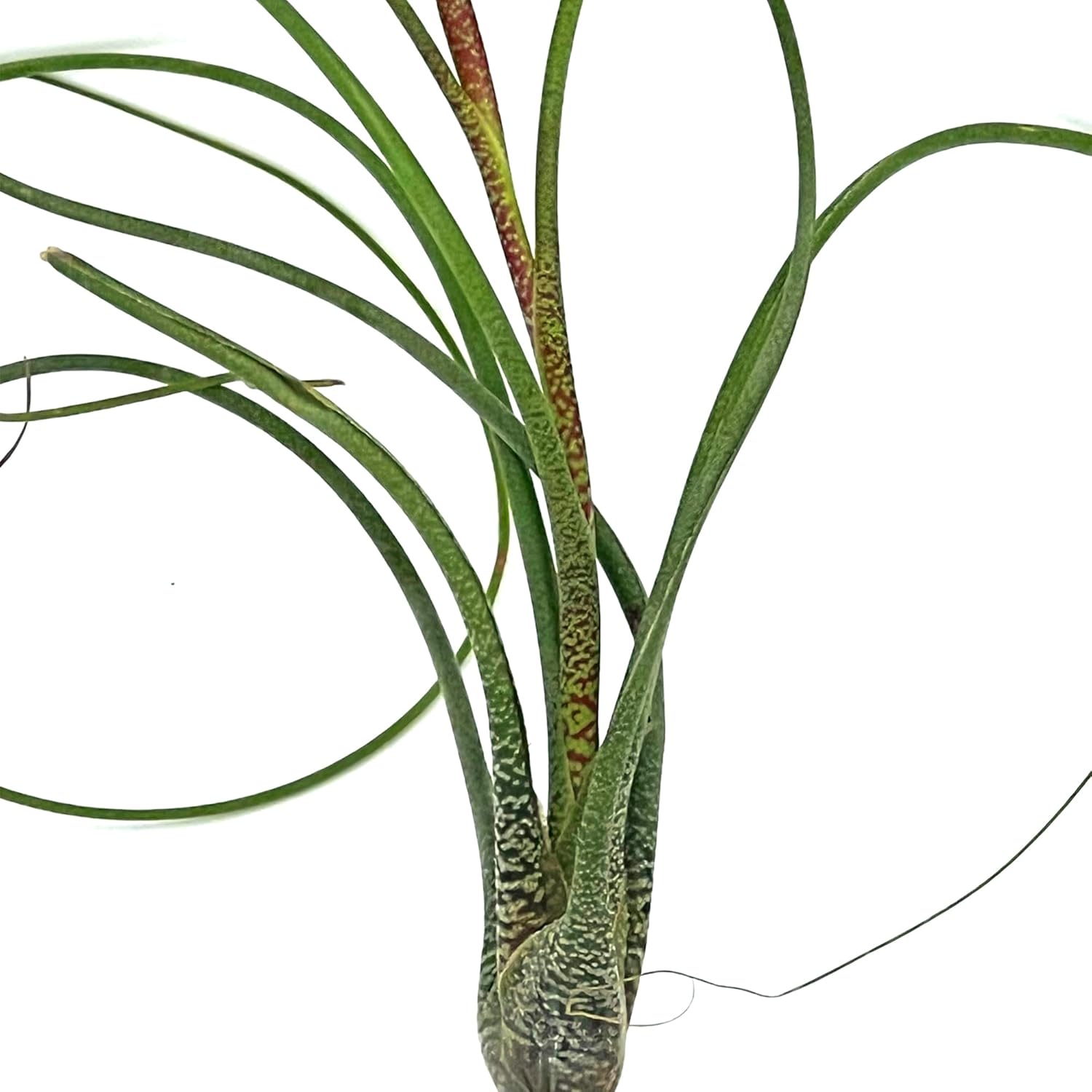 Tillandsia Butzii