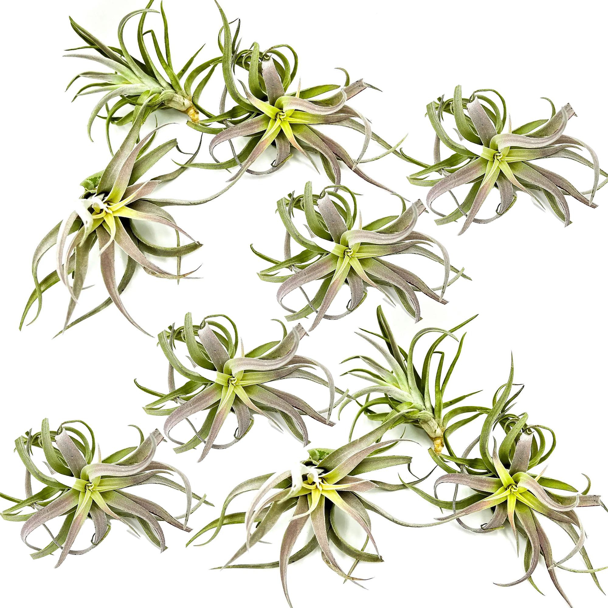 Tillandsia Cacticola