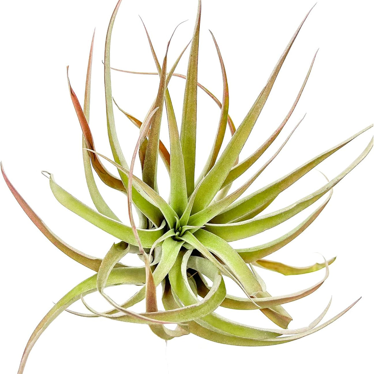 peach air plant Tillandsia Peach Capitata