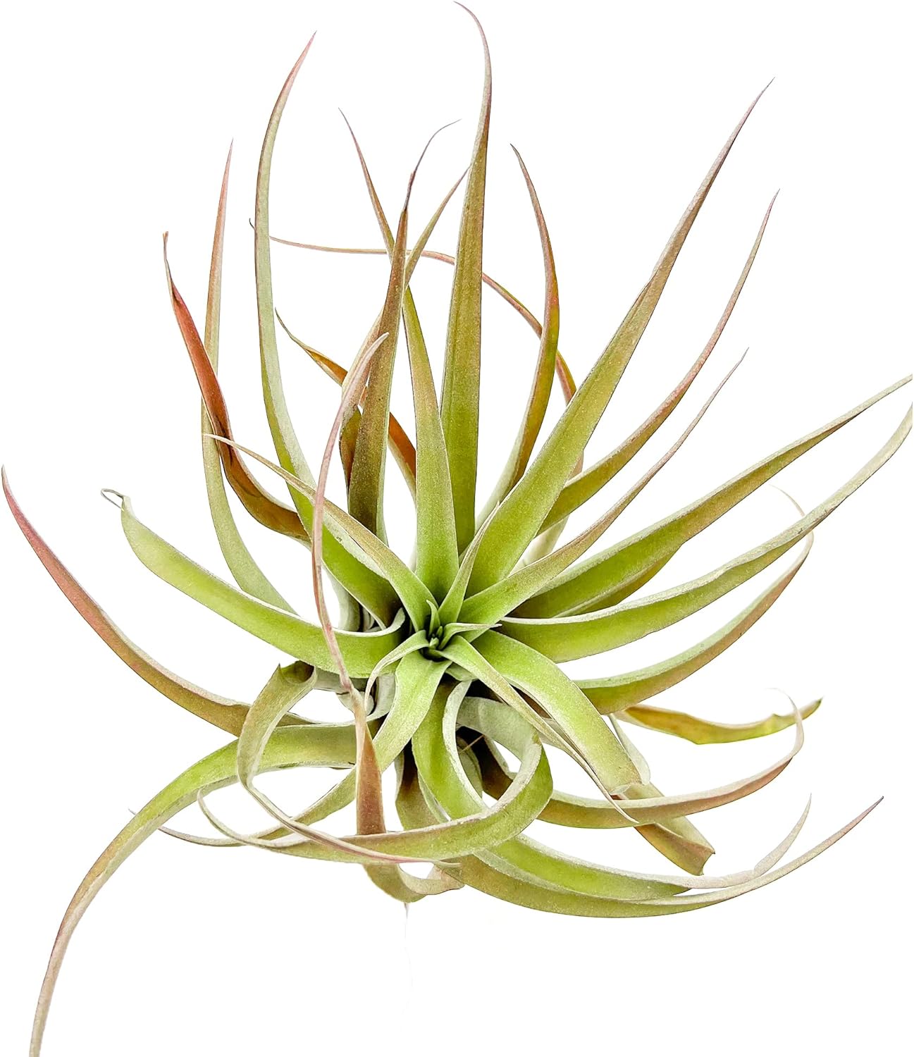 Tillandsia Peach Capitata