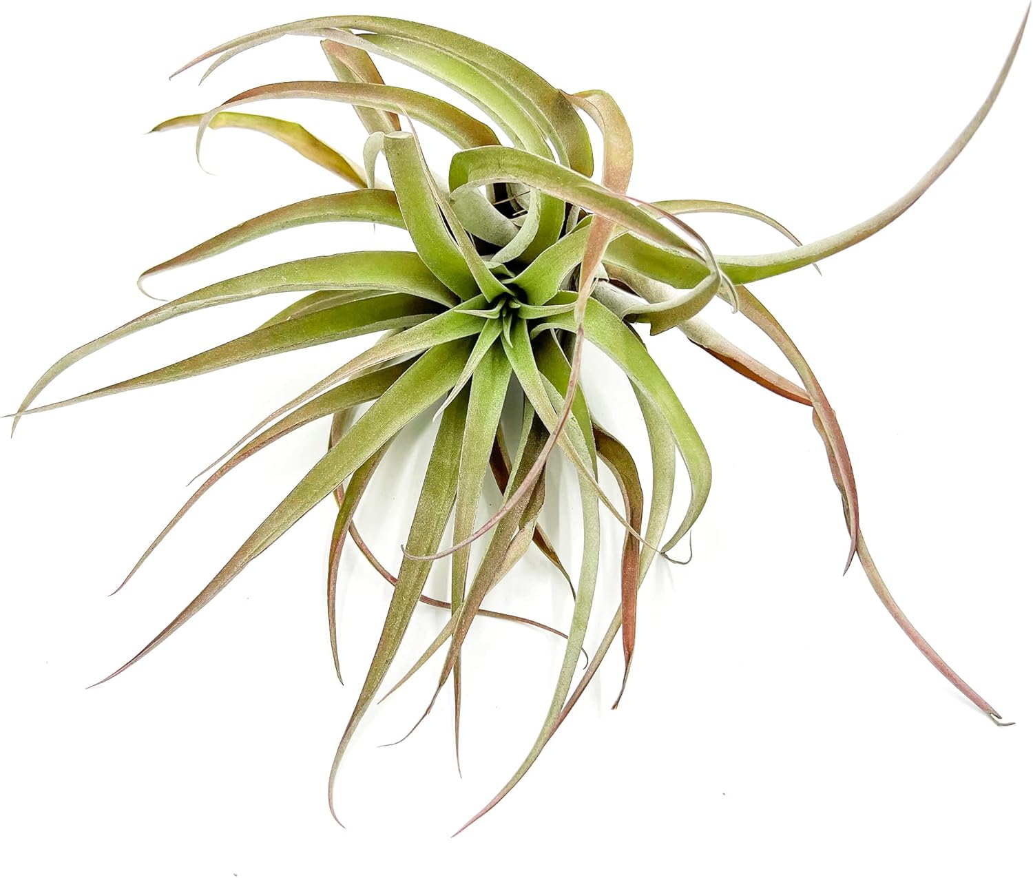 Tillandsia Peach Capitata