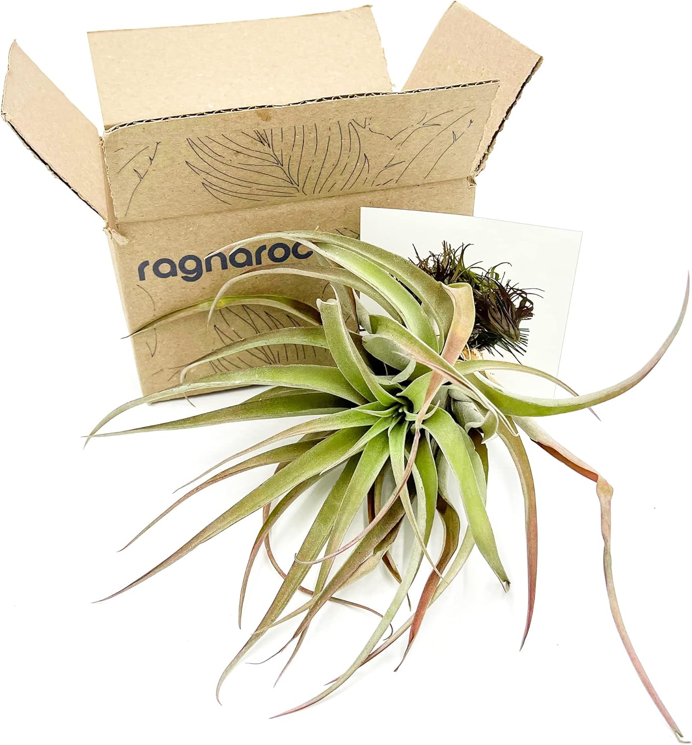 Tillandsia Peach Capitata