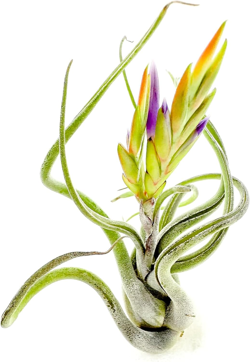 air plant medusae Tillandsia Caput Medusae