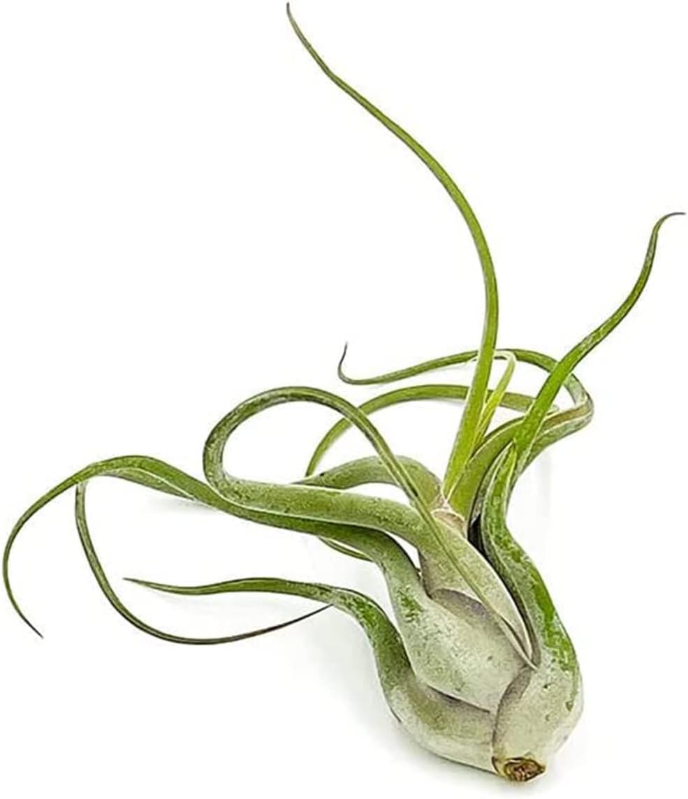 Tillandsia Caput Medusae