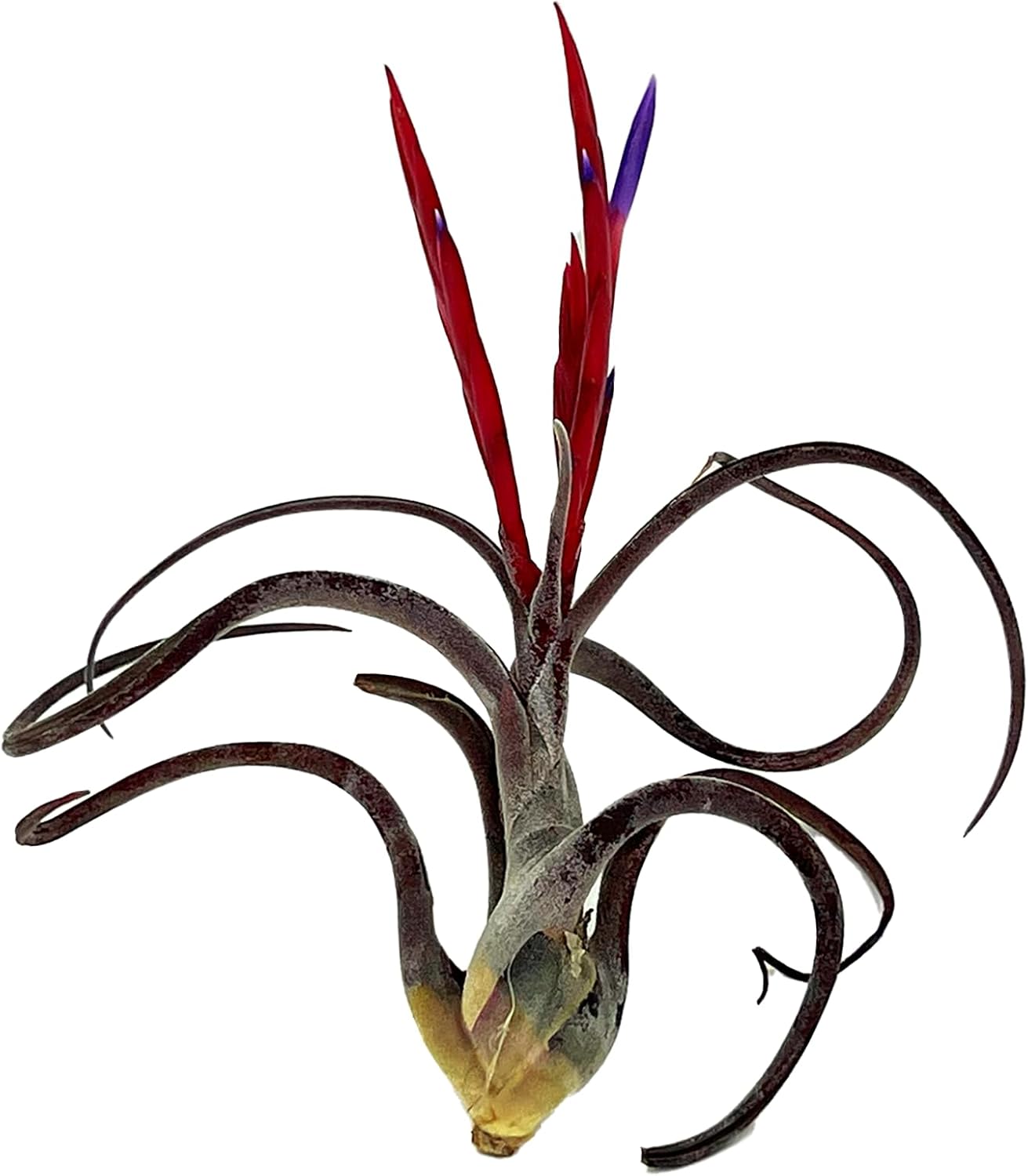 Tillandsia Caput Medusae