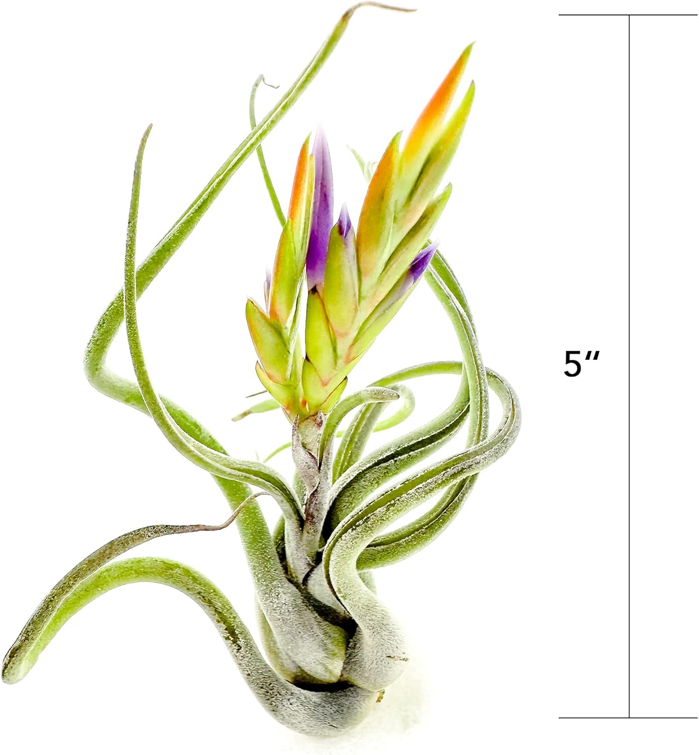 Tillandsia Caput Medusae