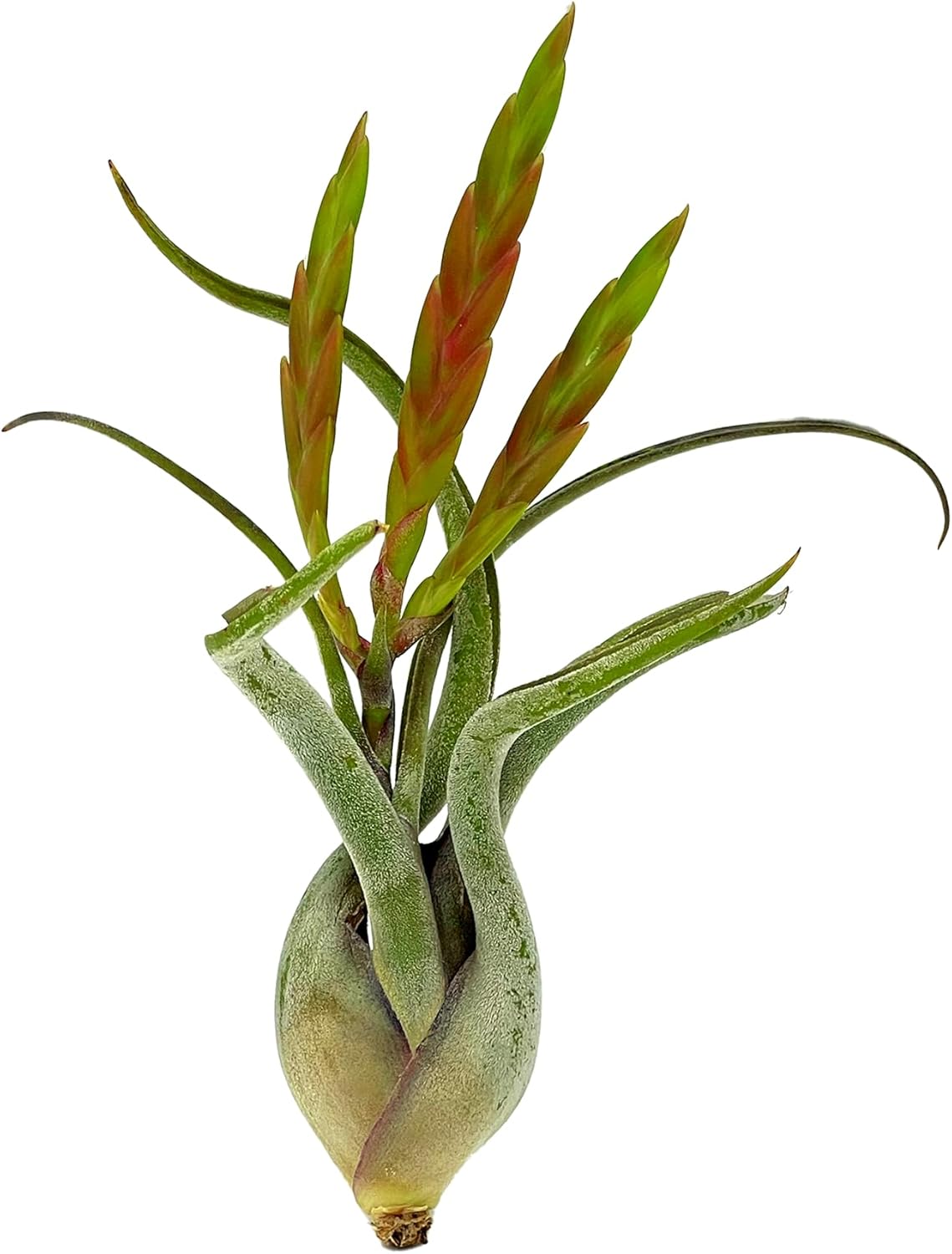 Tillandsia Caput Medusae