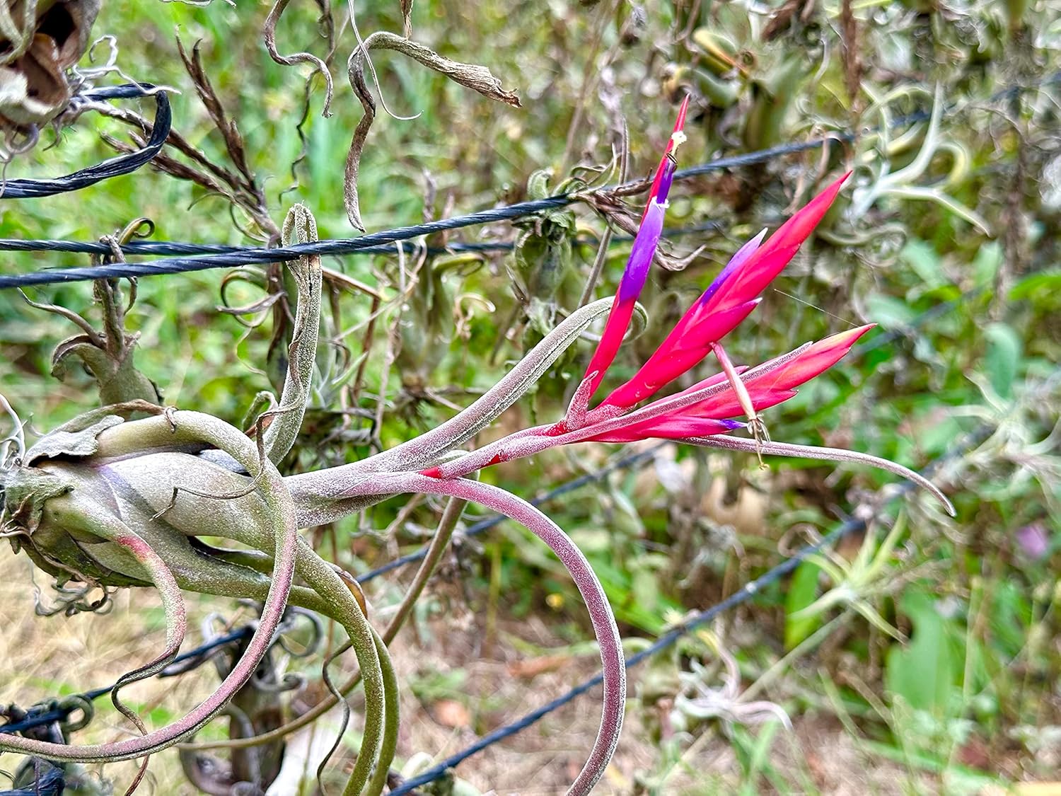 Tillandsia Caput Medusae