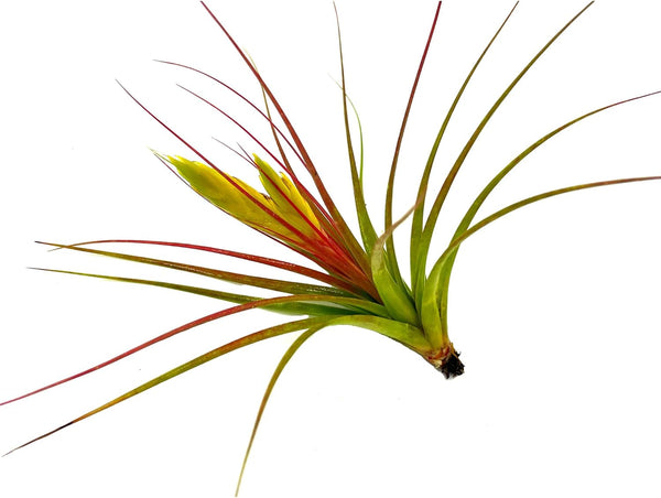 concolor air plant Tillandsia Concolor