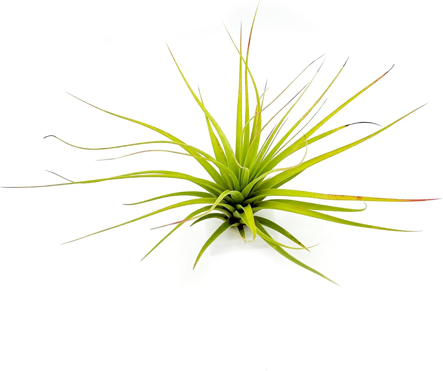 Tillandsia Concolor