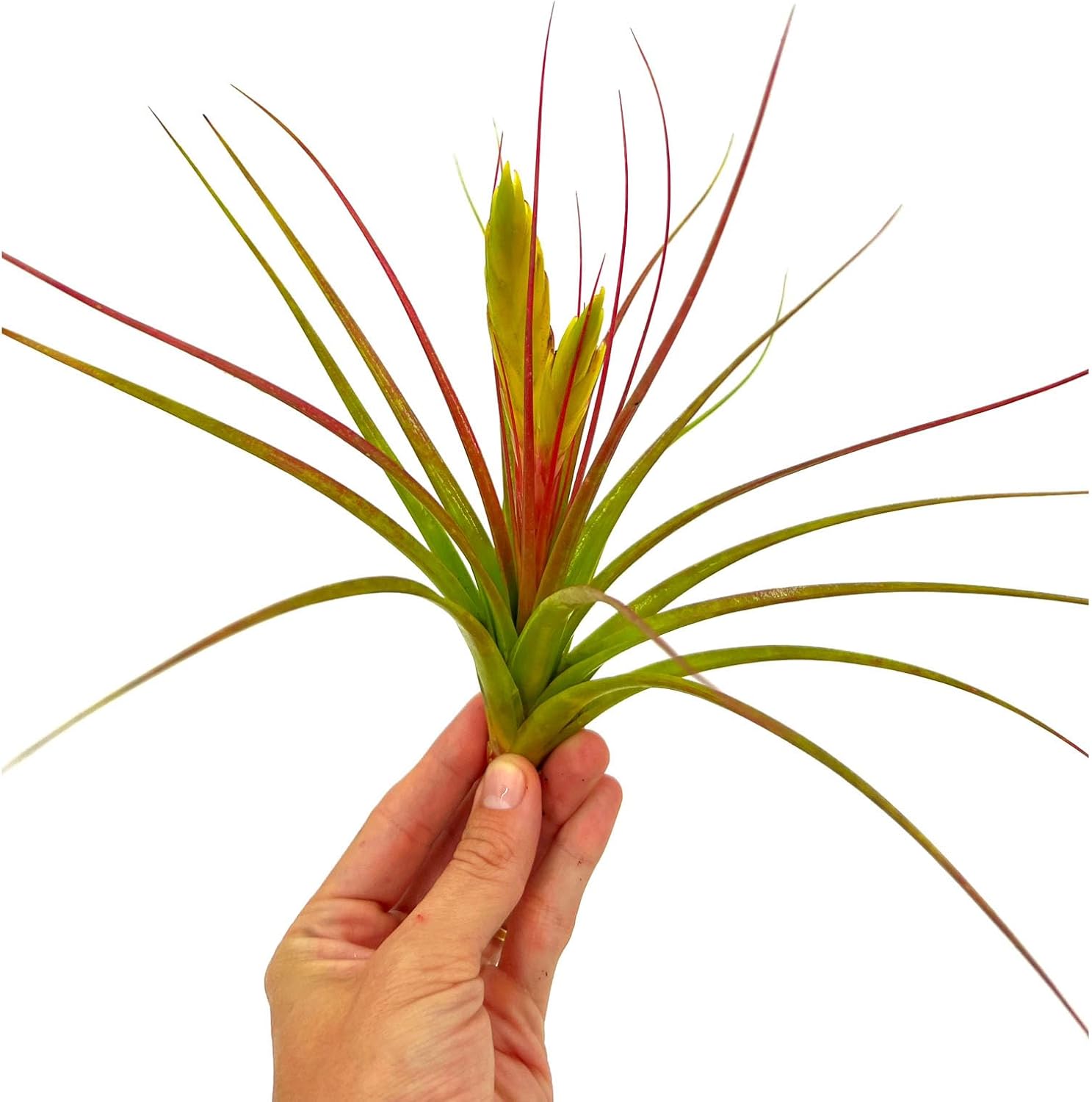 Tillandsia Concolor