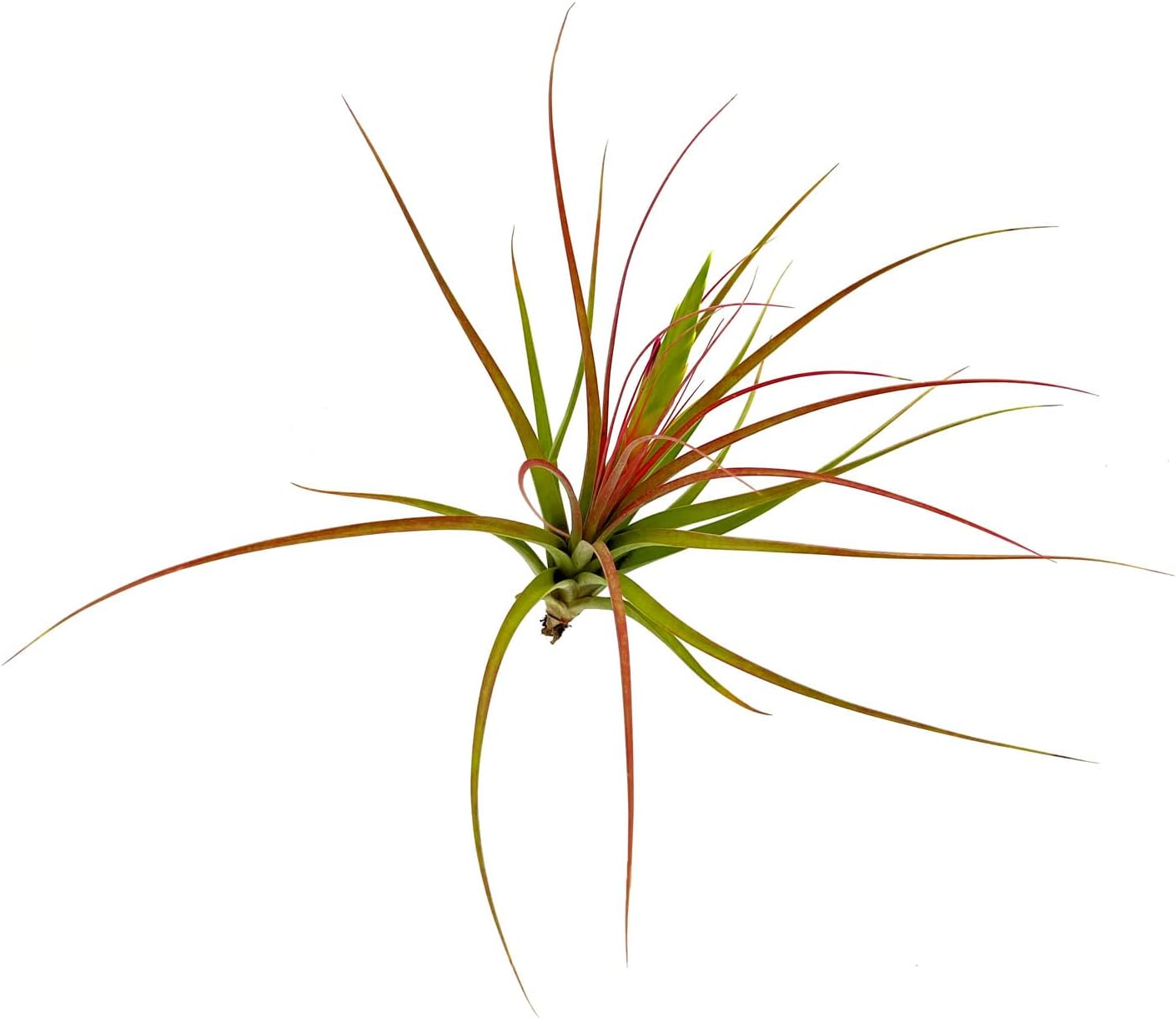 Tillandsia Concolor