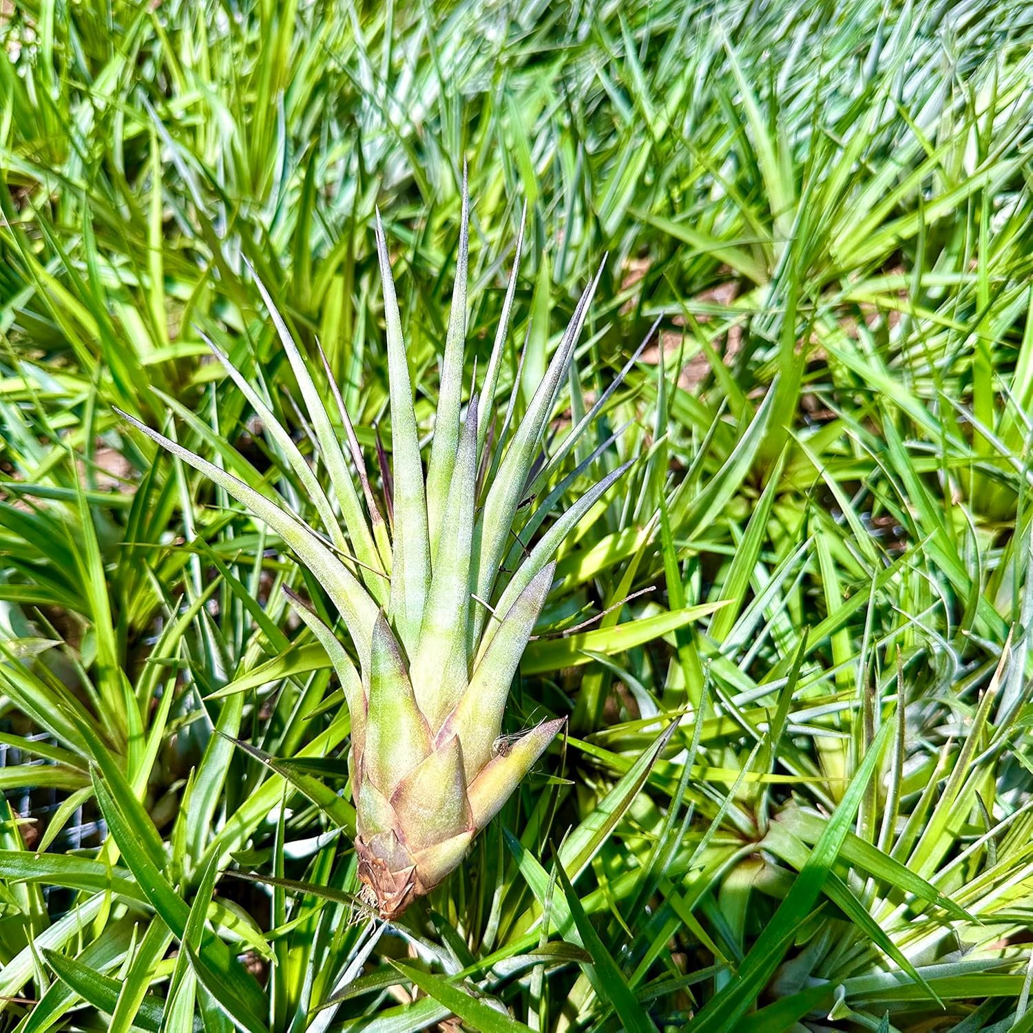 Tillandsia Fasciculata Tricolor Large