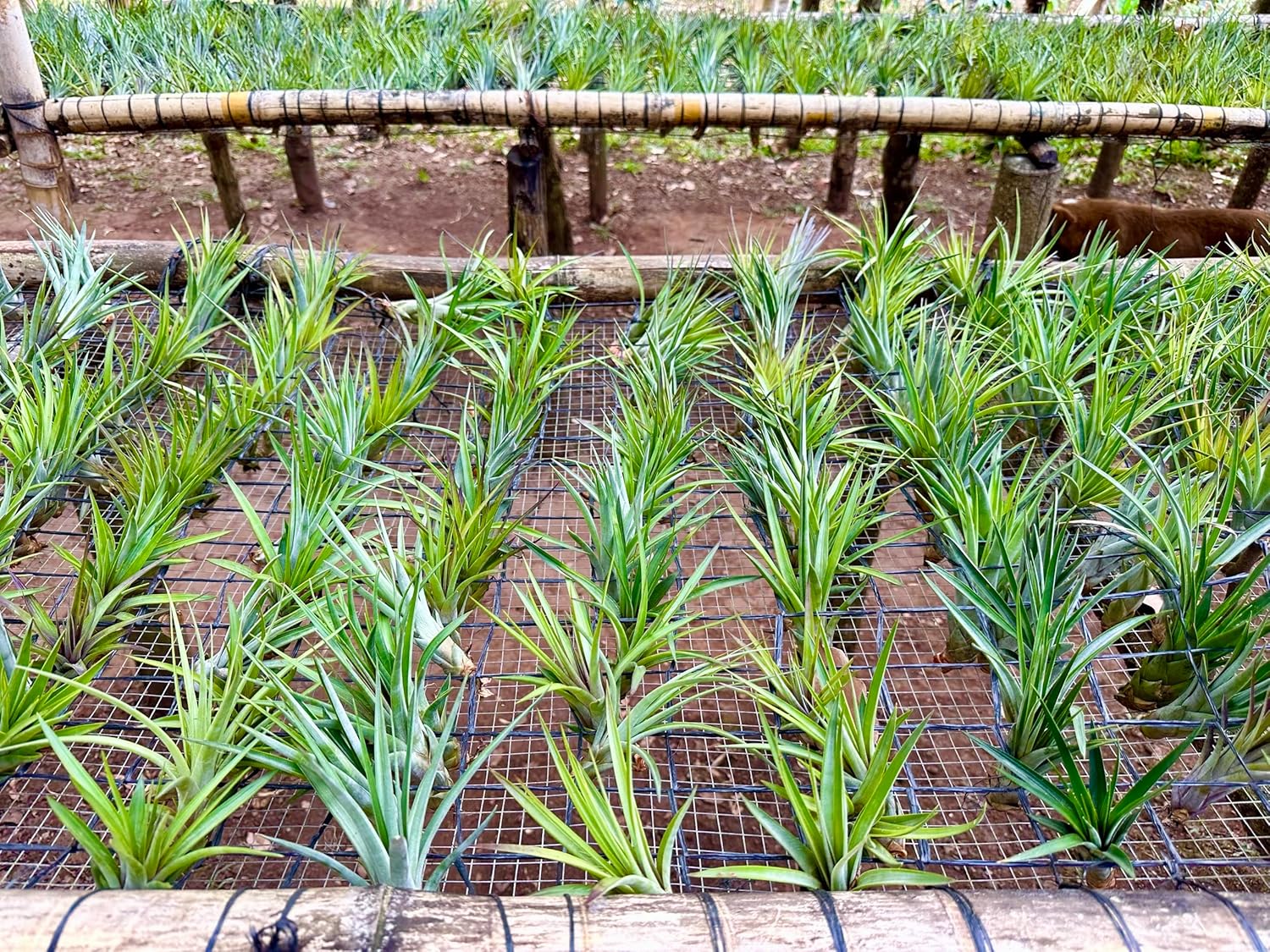 Tillandsia Fasciculata Tricolor Large